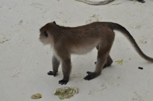 At close range with the guys on Monkey Beach...