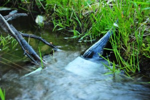 Nature's refrigerator... we chilled the wine in the nearby mountain stream. 