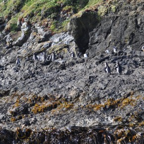 Seeing the Penguins (1/12/12)